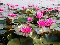 The Lake of Water Lily, Udonthani, Thailand-doraclub-Framed Photographic Print