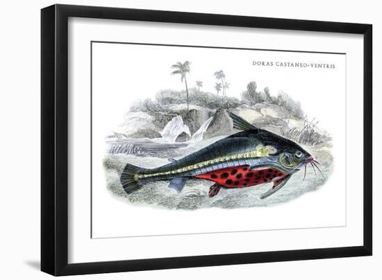 Doras Castaneo-Ventris-Robert Hermann Schomburgk-Framed Art Print