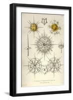 Dorataspis, D. Bipennis, D. Loricata, D. Polyancistra-Ernst Haeckel-Framed Art Print