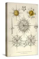 Dorataspis, D. Bipennis, D. Loricata, D. Polyancistra-Ernst Haeckel-Stretched Canvas