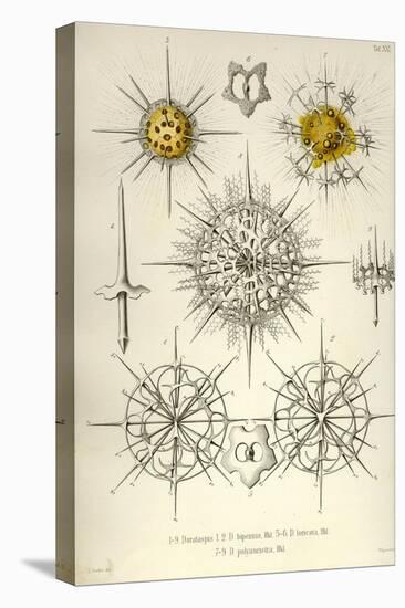 Dorataspis, D. Bipennis, D. Loricata, D. Polyancistra-Ernst Haeckel-Stretched Canvas