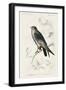 dOrbigny Raptor II-M. Charles D'Orbigny-Framed Art Print