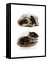 Dorbigny's Toad-null-Framed Stretched Canvas