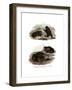Dorbigny's Toad-null-Framed Giclee Print