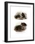 Dorbigny's Toad-null-Framed Giclee Print