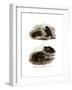 Dorbigny's Toad-null-Framed Giclee Print