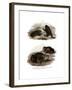 Dorbigny's Toad-null-Framed Giclee Print