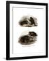 Dorbigny's Toad-null-Framed Giclee Print