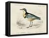 dOrbigny Seabird I-M. Charles D'Orbigny-Framed Stretched Canvas