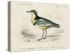 dOrbigny Seabird I-M. Charles D'Orbigny-Stretched Canvas