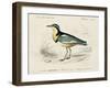 dOrbigny Seabird I-M. Charles D'Orbigny-Framed Art Print