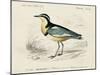 dOrbigny Seabird I-M. Charles D'Orbigny-Mounted Art Print