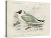 dOrbigny Seabird III-M. Charles D'Orbigny-Stretched Canvas