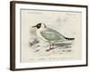 dOrbigny Seabird III-M. Charles D'Orbigny-Framed Art Print