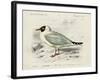 dOrbigny Seabird III-M. Charles D'Orbigny-Framed Art Print