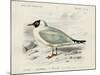 dOrbigny Seabird III-M. Charles D'Orbigny-Mounted Art Print