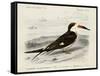 dOrbigny Seabird IV-M. Charles D'Orbigny-Framed Stretched Canvas