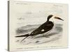 dOrbigny Seabird IV-M. Charles D'Orbigny-Stretched Canvas