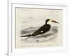 dOrbigny Seabird IV-M. Charles D'Orbigny-Framed Art Print