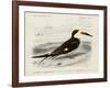 dOrbigny Seabird IV-M. Charles D'Orbigny-Framed Art Print