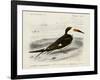 dOrbigny Seabird IV-M. Charles D'Orbigny-Framed Art Print