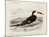 dOrbigny Seabird IV-M. Charles D'Orbigny-Mounted Art Print