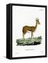 Dorcas Gazelle-null-Framed Stretched Canvas