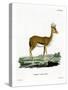 Dorcas Gazelle-null-Stretched Canvas