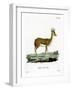 Dorcas Gazelle-null-Framed Giclee Print