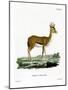 Dorcas Gazelle-null-Mounted Giclee Print