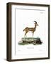 Dorcas Gazelle-null-Framed Giclee Print