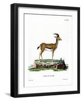 Dorcas Gazelle-null-Framed Giclee Print