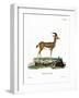 Dorcas Gazelle-null-Framed Giclee Print