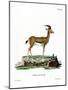 Dorcas Gazelle-null-Mounted Giclee Print