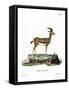 Dorcas Gazelle-null-Framed Stretched Canvas