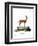 Dorcas Gazelle-null-Framed Premium Giclee Print