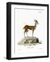 Dorcas Gazelle-null-Framed Giclee Print