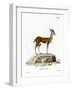 Dorcas Gazelle-null-Framed Giclee Print