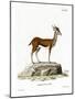 Dorcas Gazelle-null-Mounted Giclee Print