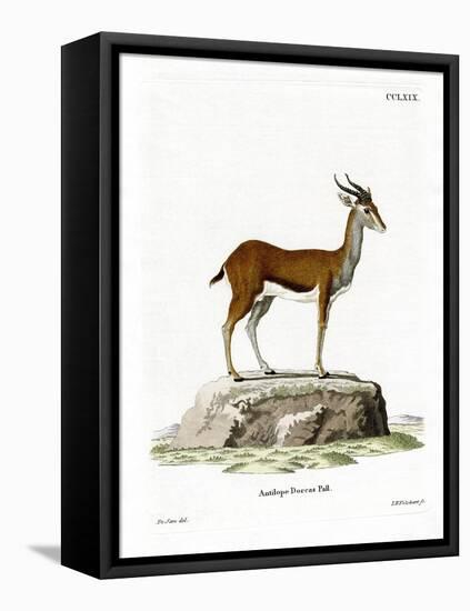 Dorcas Gazelle-null-Framed Stretched Canvas
