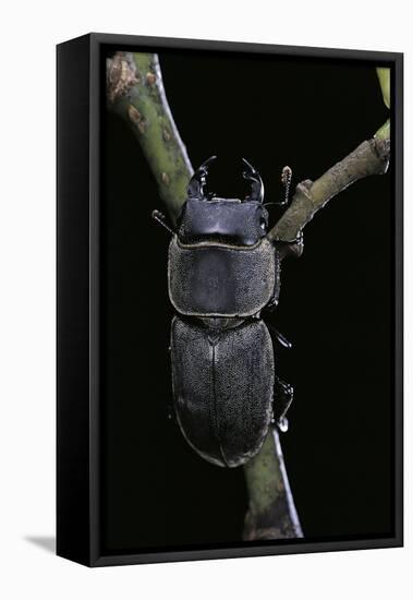 Dorcus Parallelipipedus (Small Stag Beetle)-Paul Starosta-Framed Stretched Canvas