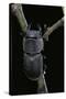 Dorcus Parallelipipedus (Small Stag Beetle)-Paul Starosta-Stretched Canvas