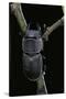 Dorcus Parallelipipedus (Small Stag Beetle)-Paul Starosta-Stretched Canvas