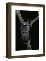 Dorcus Parallelipipedus (Small Stag Beetle)-Paul Starosta-Framed Photographic Print