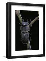 Dorcus Parallelipipedus (Small Stag Beetle)-Paul Starosta-Framed Photographic Print