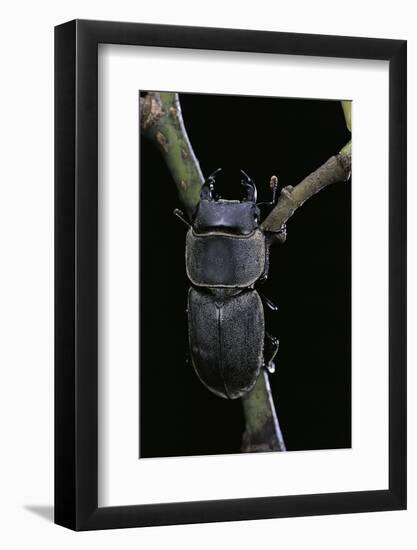 Dorcus Parallelipipedus (Small Stag Beetle)-Paul Starosta-Framed Photographic Print