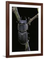 Dorcus Parallelipipedus (Small Stag Beetle)-Paul Starosta-Framed Photographic Print
