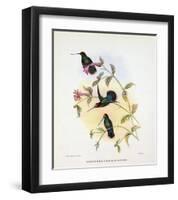 Dorifera Veraguensis-Aaron Ashley-Framed Art Print