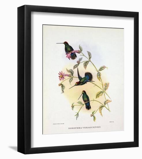 Dorifera Veraguensis-Aaron Ashley-Framed Art Print