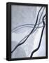 Essential Black